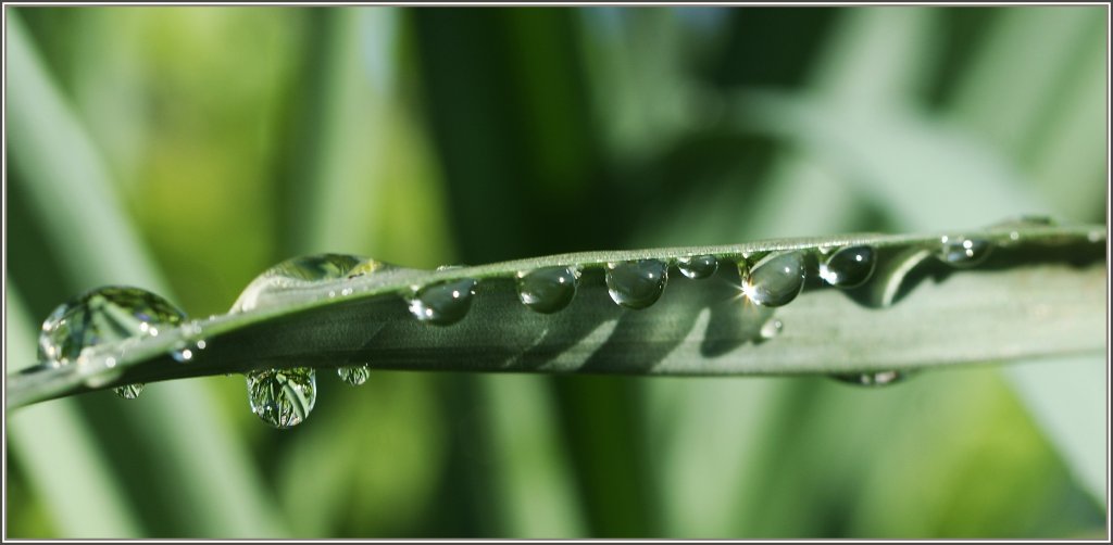 Wassertropfen 
(24.03.2011)