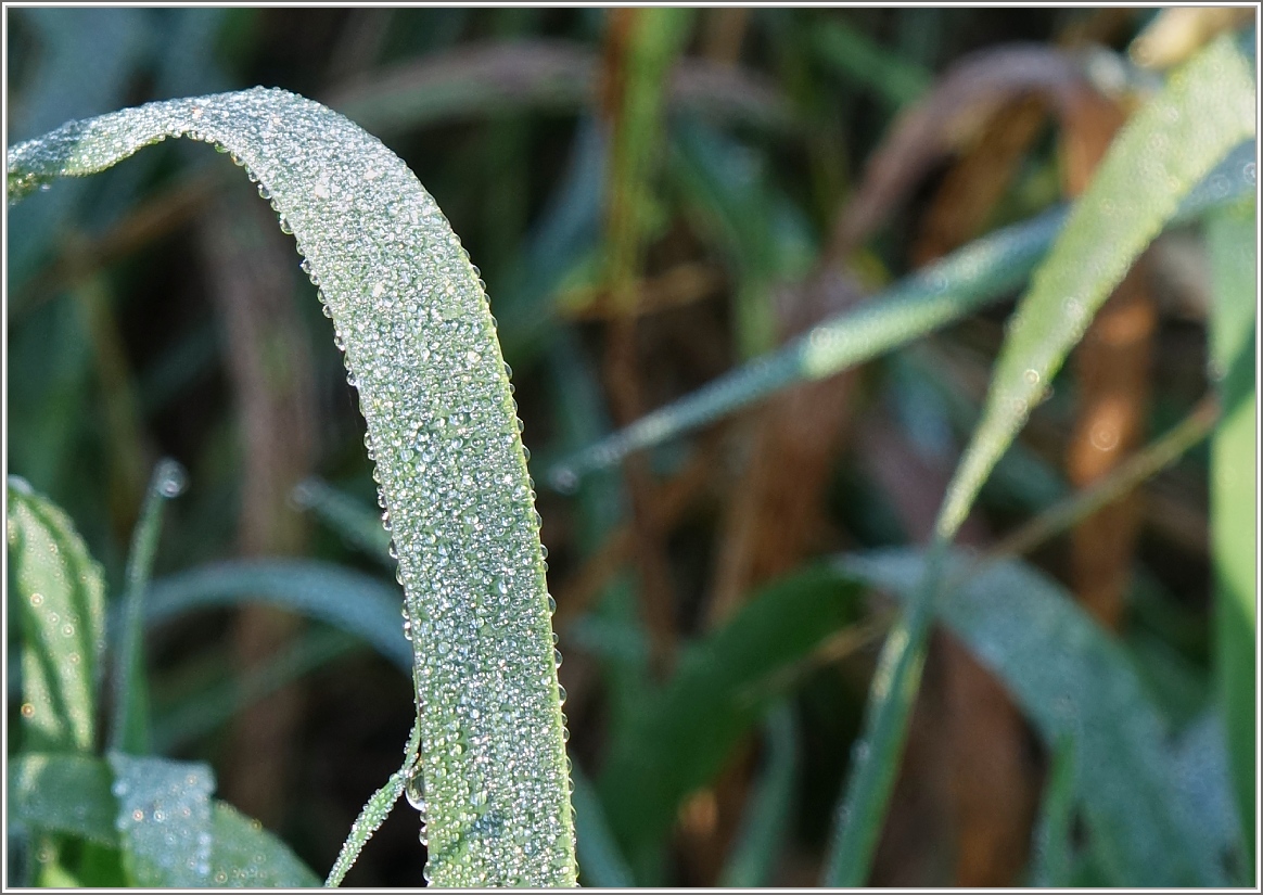 Hochkarätige Wassertropfen...
(23.10.2015)