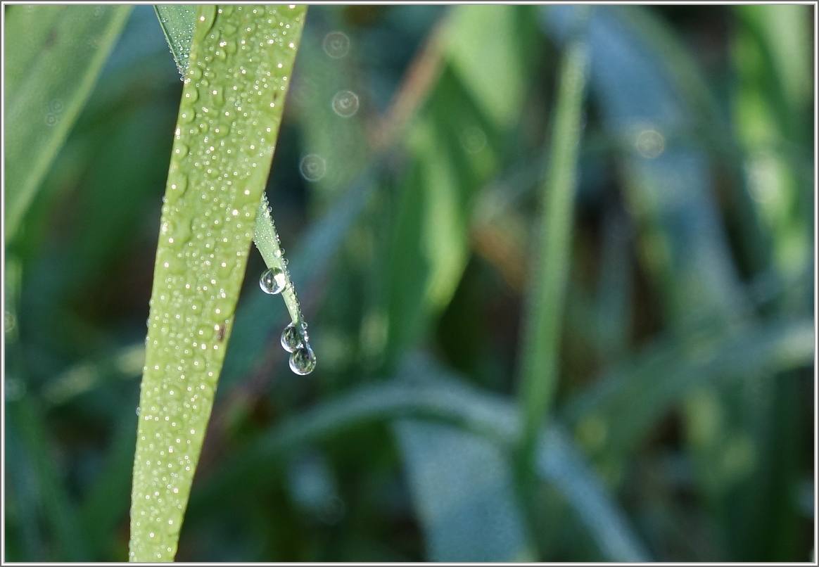 Regentropfen
(23.10.2015)