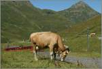 Bei der Kleinen Scheidegg sind die Linsenputzer sowohl die Touristen wie auch die Z�ge der JB gewohnt und lassen sich weder von den einen noch von den andern beim Mittagsessen st�ren.