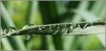 Wassertropfen   (24.03.2011)