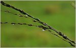 Wassertropfen  (19.08.2016)
