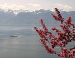 Fr�hling am Genfersee.