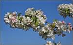 Kirschblüte
(27.04.2022)