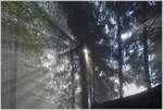 Die Sonne durchbricht den Nebel mit ihren Strahlen  (22.09.2016)