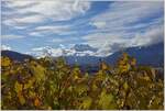 Ein Herbstag in der Weinregion Chablais: Die Weinreben schon gelb verfärbt und der Dents-de-Midi ist schon Schnee bedeckt.